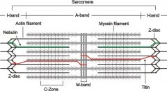 A sarcomere is the stuff in between 2 Z disks. During contraction, there is more overlap between actin and myosin.

Actin = Thin
Myosin = Thick
Z disks = Tether actin; hold sarcomeres together.
Dark bands = A bands = Myosin length = No change...