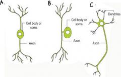 Name the type of neurons A, B, And C.