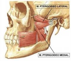 Los músculos pterigoideos; tanto el externo como el interno.