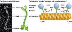 Kinesin "walks" a vesicle of neurotransmitters down an axon, away from the cell body, towards the synapse.