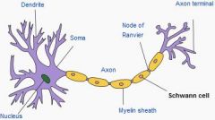 Schwann cells are glial cells of the PNS. One Schwann cell covers / myelinates only ONE neuron. This layer of meylination created by Schwann cells is called the NEUROLEMMA.