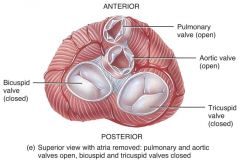 The AV valves are positioned at the entrance of each ventricle, thus meaning there are two of them.
- Right AV Valve is AKA the Tricuspid Valve and it opens into the right ventricle
- Left AV Valve is AKA the Bicuspid/Mitral Valve and it opens int...