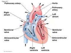 Valves operate in TWO pairs:
- Atrioventricular Valves (AV) allow blood flow from the atria into the ventricles.
- Outflow (Semilunar Valves [SL]) allow blood flow from the ventricles into the outflow vessels.
