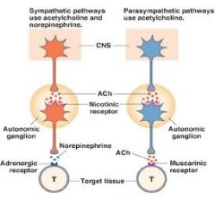 SNS:
1) Preganglionic neurons release ACh onto nicotinic receptors.
2) Postganglionic neurons release norepinephrine onto alpha or beta receptors.
