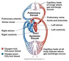 The Systemic Circuit ejects blood into the aorta, systemic arteries, and arterioles. It is powered by the LEFT side of the heart. 