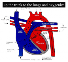 The pulmonary trunk is a major vessel of the human heart that originates from the RIGHT ventricle. It branches into the R&L pulmonary arteries, which lead straight to the lungs. 