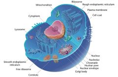 Eukaryotes