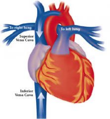 The Inferior Vena Cava carries deoxygenated blood into the heart from the lower body. It also dumps blood into the R atrium.