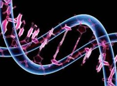 Es la secuencia de ADN contenida en 23 pares de cromosomas en el núcleo de cada célula humana diploide.