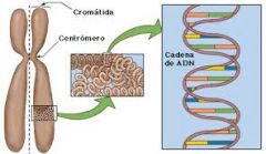 estructura altamente organizada formadas por ADN y por proteinas que contienen información genetica de un individuo.