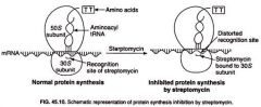 mechanism
interferes with 30S component of ribosome

clinical use :
Mycobacterium tuberculosis

adverse effect:
tinnitus, vertigo,ataxia,nephrotoxicity