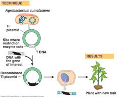 1. Inserting desired DNA with the Agrobacterium tumefacians Ti plasmid. Will get into plant host's DNA and it will receive the desired traits such as increased nutrients. 