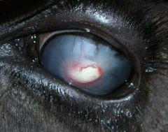 you go to visit a cow in july and it has this raised central white lesion on the cornea, what is your main differential?
