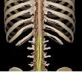 A collection of spinal nerves at the end of the spinal cord that resemble a horse's tail?