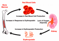 The kidney & liver tissue experience an O2deficiency.																						  These tissues release the hormone erythropoietin.																						  Erythropoietin travels to the red bone morrow and								stimulates an increase in producti...