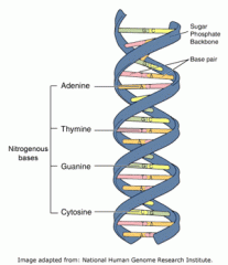DNA is a double helix. Bases form hydrogen bonds with other bases, connecting two single stranded DNA molecules and making a double stranded DNA molecule that is helical. A forms two hydrogen bonds with T and G forms three hydrogen bonds with C.