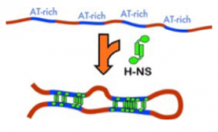 Acts almost exclusively to repress transcription

Binds DNA with relatively little sequence specificity preferring AT-rich DNA

The H-NS binding site is not highly sequence specific but does have a strong bias for AT rich DNA to generate extend f...