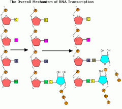 A piece of RNA that is complementary in sequence to the template DNA according to the base paring rules. Transcript is produced by polymerization of ribonucleoside triphosphate