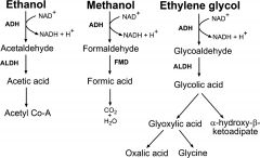 alcohol dehydrogenase