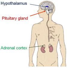ACTIVATION OF THE HPA AXIS