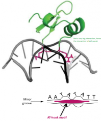 A conserved peptide sequence motif

This is an AT-hook motif that nestles deeply into the minor groove of the AT-rich DNA, usually sections that have a TA step or two-flanked narrow regions

H-NS would be excluded from GC-rich DNA due to presence...