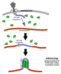 The silencing of foreign DNA in bacterial cells


Characteristic GC-content of the bacterial genome can be exploited to recognize the silence alien sequences


Explains how bacterial cells newly acquired genes are regulated by the bacterial cell w...