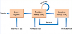 Study the Information Processing Model of Memory