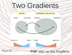 There must also be a nasal axon gradient that goes in the opposite direction.

This allows for precise axon to tectum matching.