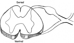 Label the following: Central canal, ventral primary ramus, dorsal root ganglion, dorsal primary ramus, lateral horn, spinal nerve, sensory afferent, ventral horn, dorsal horn, motor efferent