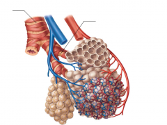 - Inhaled air travels to alveoli where diffusion takes place.