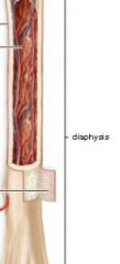 Diaphysis