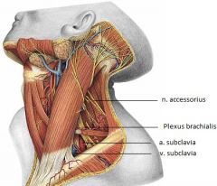 Kärl:
a. subclavia (bakre scalenusluckan)
v. subclavia (främre scalenusluckan)

Nerver:
plexus brachialis (bakre scalenusluckan)
n. accessorius