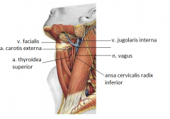 Ben:
Os hyoideum

Kärl:
v. jugularis interna
v. facialis
v. thyroidea superior 
a. carotis externa
a. thyroidea superior

Nerver:
ansa cervicalis radix inferior
n. vagus