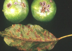 lesion s on fruit and leaves, scabby texture on apples