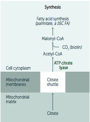 -FA's synthesized from excess glucose in life & transported to adipose tissue for storage
-FA synthesis in cytosol and requires transport of acetyl-CoA from the mitochondria via the citrate shuttle, carboxylation to malonyl CoA, & linking together...
