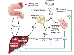 -IDL is either taken up by the liver via apoE receptors, or it continues to be hydrolyzed into LDL


Formed in the degradation of VLDL. Delivers TGs and cholesterol to liver. 


 