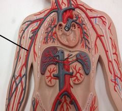 What is this artery?
