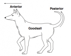 Anal fistulae course in a straight path anteriorly and a curved path posteriorly from midline (Think of a dog with a straight anterior nose and a curved posterior tail) 