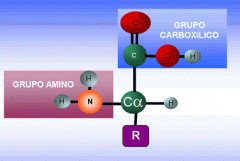 Los aminoácidos poseen un grupo amino (-NH2) y un grupo carboxilo (-COOH)