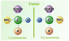 En los aminoácidos del cuerpo humano, solamente existe la forma L y se refiere a la ubicación espacial del grupo amino. 
 
Mnemotecnia : L de Left (izquierdo) y D de Derecho.