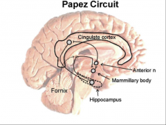 Specific brain circuit for emotional expression and recognition - Papez Circuit + Amygdala = Limbic System

PC consists of:
Mamillary bodies, fornix, anterior thalamic nuclei (ATN), cingulate gyrus and hippocampus