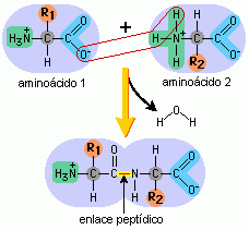 El grupo carboxilo del primer aminoácido se une con el grupo amino del segundo aminoácido.