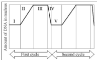 The figure illustrates DNA content in a cell progressing through two rounds of the cell cycle.  Which phase or phases show a cell in G2?