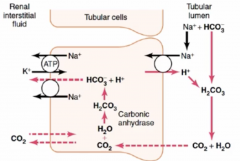 PCT (mainly), TAL, early distal tubule

Driven by the Na/K ATPase at the basolateral membrane. This creates a Na gradient --> allows transport via the H+/Na+ exchanger. 

This also allows for Bicarbonate reabsorption 
