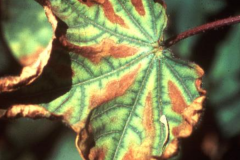 verticillium dahliae