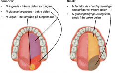 n. hypoglossus innerverar alla tungans muskler motoriskt