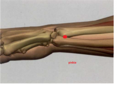 con la palma sobre el pecho, en la parte externa del antebrazo, en la depresión proximal y radial de la apófisis estiloides del cubito