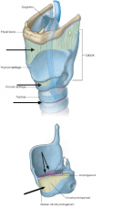 Strukturer i larynx
