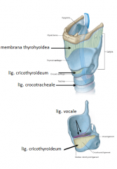 Brosk:
cartilago thyroidea (sköldbrosket)
- cornu superius (övre hornet)
- cornu inferius (nedre hornet)
cartilago cricoidea (ringbrosket) 
cartilago epiglottica (struplocksbrosket)
cartilago arytenoidea (två kannbrosk)

Leder:
articul...