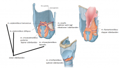 Struphuvudets muskler avser struphuvudets, struplockets, stämbanden och luftstrupen

Yttre muskulatur:
samtliga muskler på halsen som fäster in till os hyoideum eller cartilago thyroideas utsida

Inre muskulatur:
-m. cricoarytenoideus pos...